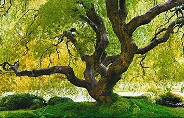 Tree of Serenity Epic - Super Huge Panorama - Peter Lik Tree of Serenity Epic - Super Huge Panorama - Peter Lik