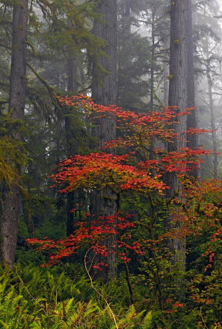Splash of Red AP 1M - Huge - Sandy, Oregon - Ash Wood Frame Panorama - Peter Lik