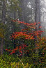 Splash of Red AP 1M - Huge - Sandy, Oregon - Ash Wood Frame Panorama by Peter Lik - 0