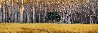 Golden Silence 2M - Huge Mural Size - Oregon - Recess Mount Panorama by Peter Lik - 0