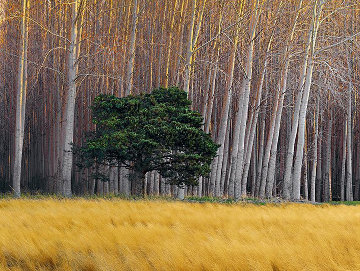 Golden Silence 2M Super Huge Panorama - Peter Lik Golden Silence 2M Super Huge Panorama - Peter Lik