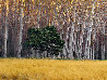 Golden Silence 2M Super Huge Panorama by Peter Lik - 0 Golden Silence 2M Super Huge Panorama by Peter Lik - 0