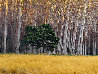 Golden Silence 2M - Huge Mural Size - Oregon - Recess Mount Panorama by Peter Lik - 1