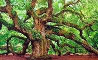 Tree of Hope 1.5M Huge! Panorama by Peter Lik - 0 Tree of Hope 1.5M Huge! Panorama by Peter Lik - 0