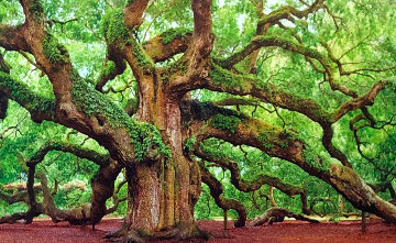 Tree of Hope 1.5M Huge! Panorama - Peter Lik Tree of Hope 1.5M Huge! Panorama - Peter Lik