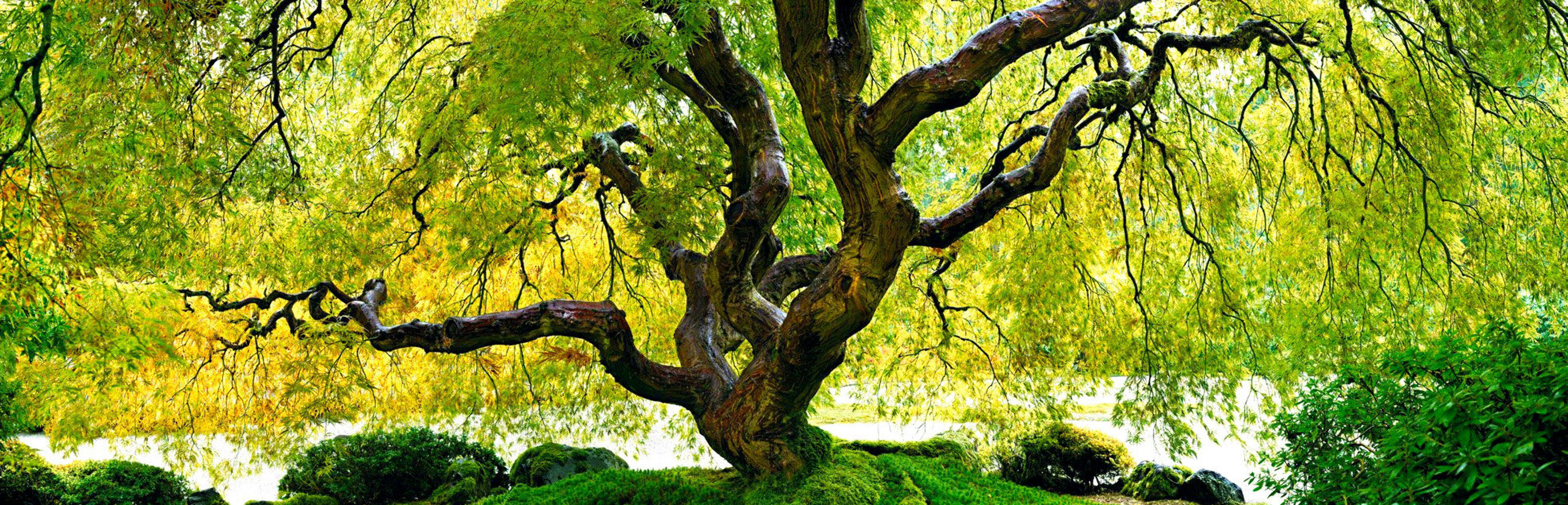 Tree of Serenity 2M Super Huge Panorama by Peter Lik Tree of Serenity 2M Super Huge Panorama by Peter Lik