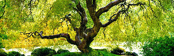 Tree of Serenity 2M Super Huge Panorama - Peter Lik Tree of Serenity 2M Super Huge Panorama - Peter Lik