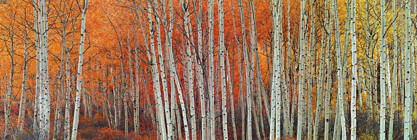 Harmony (Aspen, Colorado) Panorama by Peter Lik Harmony (Aspen, Colorado) Panorama by Peter Lik