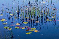 Lilies of the Pond Panorama by Peter Lik - 0 Lilies of the Pond Panorama by Peter Lik - 0