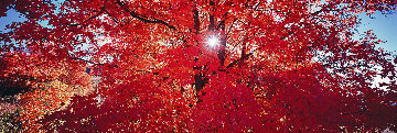 Morning Star 1.5M Huge! Panorama - Peter Lik Morning Star 1.5M Huge! Panorama - Peter Lik