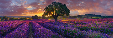 Morning in France AP Panorama - Peter Lik Morning in France AP Panorama - Peter Lik