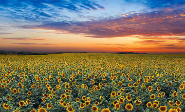 Summer Dreams Panorama - Peter Lik Summer Dreams Panorama - Peter Lik