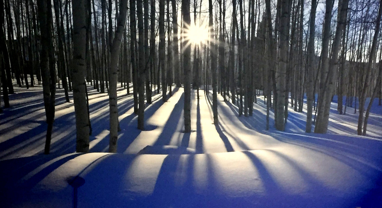 Sunlit Birches Panorama by Peter Lik Sunlit Birches Panorama by Peter Lik