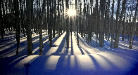 Sunlit Birches Panorama by Peter Lik - 0 Sunlit Birches Panorama by Peter Lik - 0