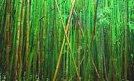 Bamboo 2M Huge Panorama by Peter Lik - 0