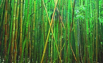 Bamboo 2M Huge Mural Size  Panorama - Peter Lik