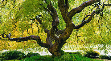 Tree of Serenity 1.5M Huge! Panorama - Peter Lik Tree of Serenity 1.5M Huge! Panorama - Peter Lik
