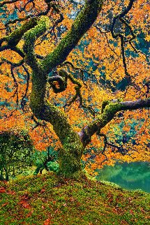 Tree of Beauty 1.5M Huge! Panorama - Peter Lik Tree of Beauty 1.5M Huge! Panorama - Peter Lik
