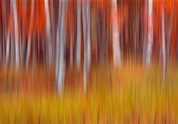 Vibrance Panorama - Peter Lik Vibrance Panorama - Peter Lik
