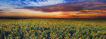 Summer Dreams 1.5M Huge! Panorama - Peter Lik Summer Dreams 1.5M Huge! Panorama - Peter Lik