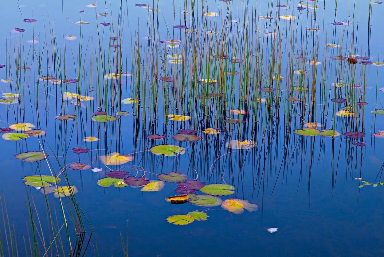 Lilies of the Pond 1.5M Huge! Panorama by Peter Lik
