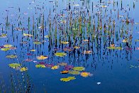 Lilies of the Pond 1.5M Huge! Panorama by Peter Lik - 0