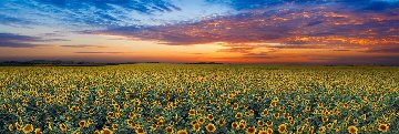 Summer Dreams Panorama - Peter Lik Summer Dreams Panorama - Peter Lik