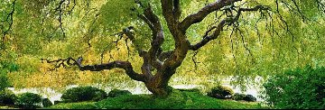 Tree of Serenity Panorama - Peter Lik Tree of Serenity Panorama - Peter Lik
