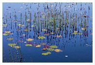 Lilies of the Pond 1,5m Panorama by Peter Lik - 1 Lilies of the Pond 1,5m Panorama by Peter Lik - 1