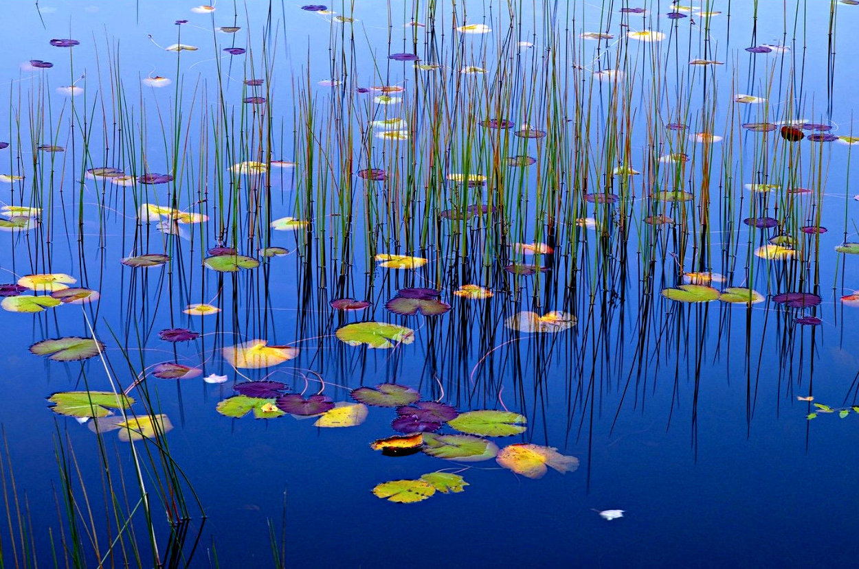 Lilies of the Pond 1,5m Panorama by Peter Lik Lilies of the Pond 1,5m Panorama by Peter Lik