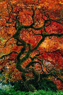 Infinity Tree Panorama - Peter Lik Infinity Tree Panorama - Peter Lik