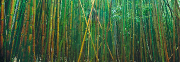 Bamboo (Pipiwai Trail, Hana, Hawaii) 1.5M Huge! Panorama - Peter Lik Bamboo (Pipiwai Trail, Hana, Hawaii) 1.5M Huge! Panorama - Peter Lik