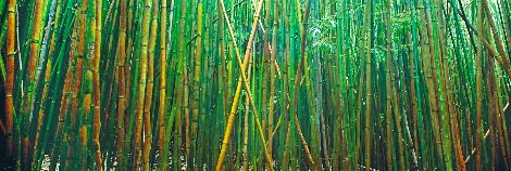 Bamboo 1.5M - Huge - Pipiwai Trail, Hana, Hawaii - Recess Mount Panorama - Peter Lik