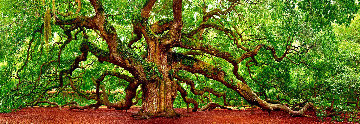 Tree of Hope 1.5M Huge Panorama - Peter Lik Tree of Hope 1.5M Huge Panorama - Peter Lik