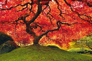 Tree of Life (Oregon) Panorama - Peter Lik Tree of Life (Oregon) Panorama - Peter Lik