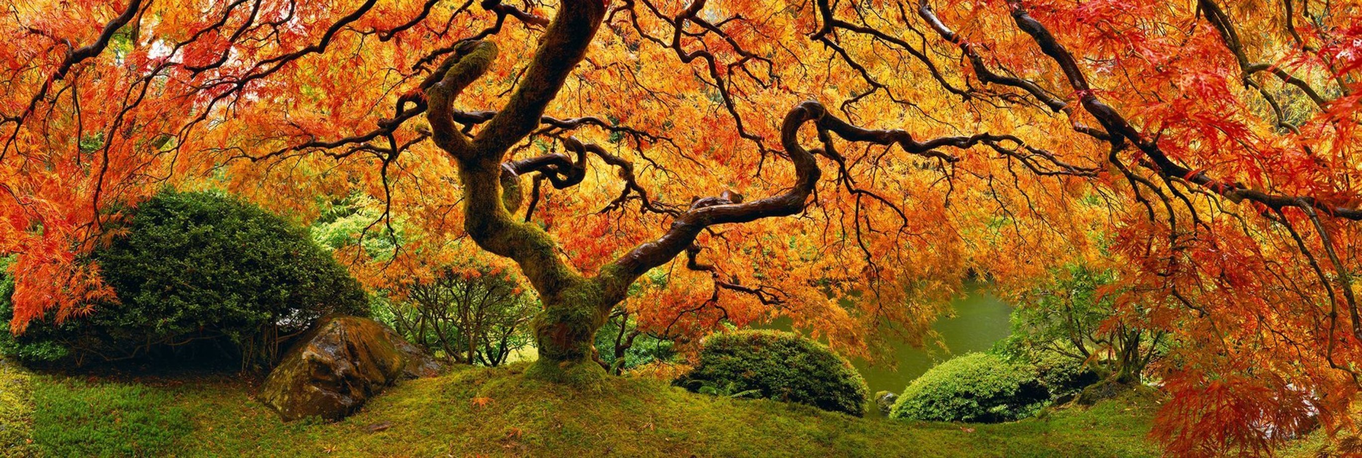 Peter Lik, Tree of Zen, photograph print, panorama by Peter Lik