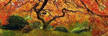 Tree of Zen 1.5M Huge! Panorama - Peter Lik Tree of Zen 1.5M Huge! Panorama - Peter Lik