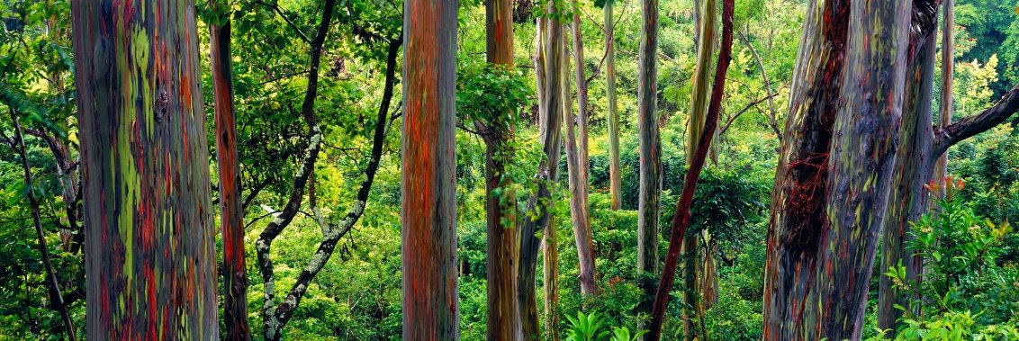 Painted Forest 1M Huge - Maui, Hawaii Panorama by Peter Lik