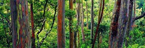 Painted Forest 1M - Maui, Hawaii Panorama - Peter Lik