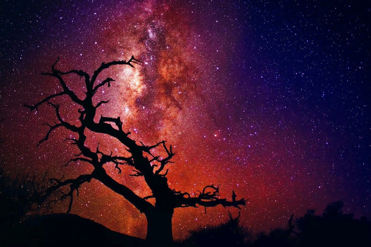 Tree of the Universe - Huge - Cigar Leaf Frame Panorama by Peter Lik