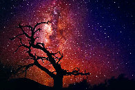 Tree of the Universe - Huge - Cigar Leaf Frame Panorama by Peter Lik - 0