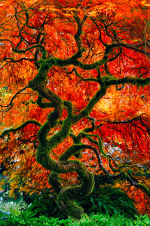 peter lik tree of the universe for sale peter lik tree of the universe for sale