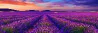 Le Reve (Valensole, France)   Panorama by Peter Lik - 0