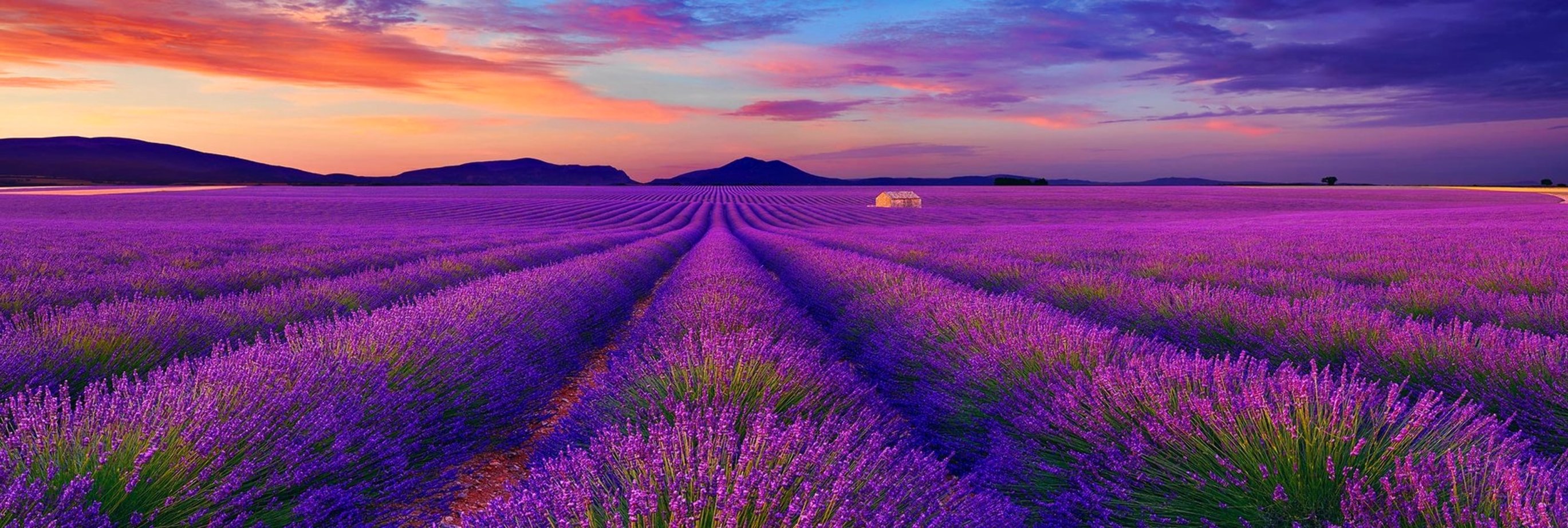 Le Reve (Valensole, France)   Panorama by Peter Lik