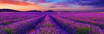 Le Reve (Valensole, France) Panorama - Peter Lik Le Reve (Valensole, France) Panorama - Peter Lik