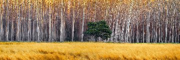 Golden Silence 1.5M Huge Panorama - Peter Lik Golden Silence 1.5M Huge Panorama - Peter Lik