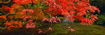 Autumns Flame 1.5M Huge Panorama - Peter Lik Autumns Flame 1.5M Huge Panorama - Peter Lik
