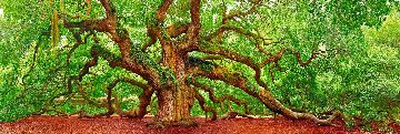 Tree of Hope 1.5M Huge Panorama - Peter Lik Tree of Hope 1.5M Huge Panorama - Peter Lik