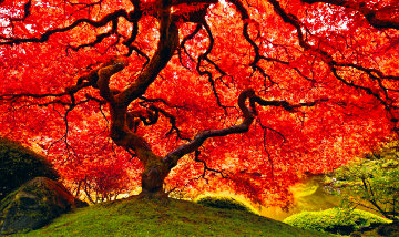 Tree of Life 2M Super Huge Panorama - Peter Lik Tree of Life 2M Super Huge Panorama - Peter Lik