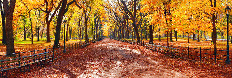 Central Park 1.5M - Huge - New York - Cigar Leaf Frame Panorama - Peter Lik